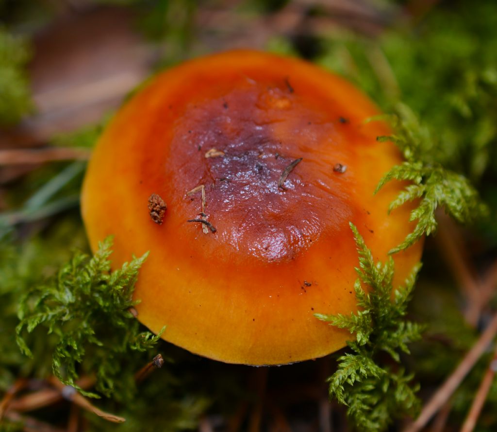 Cortinarius mucosus (Bull.) J. Kickx f.